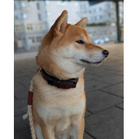 Coleira para cão Equestrian Stockholm clean Segunda-feira dramática