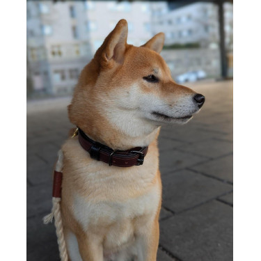 Coleira para cão Equestrian Stockholm clean Brilho infinito