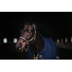 Caveção e guia em couro Equestrian Stockholm com corrente Nação sueca Caveção e guia em couro Equestrian Stockholm com corrente Nação sueca