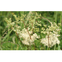 Reine des prés Reine des prés