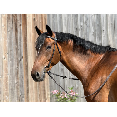 Bridão T de T Essentiel Confort Havana escuro Castanho Bridão T de T Essentiel Confort Havana escuro Castanho