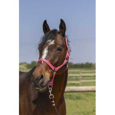 Cabresto Norton Grooming Rosa Antigo