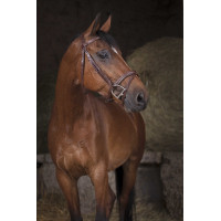 Bridão Norton Pro Combinado Havana Castanho