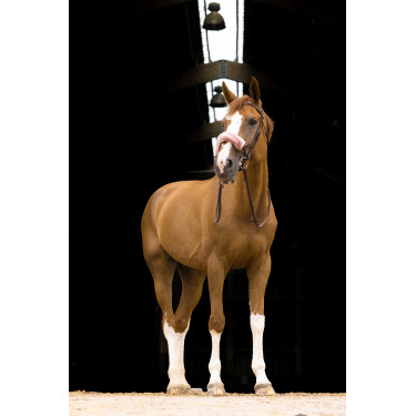 Capa de focinheira Equithème Teddy Ouro rosa