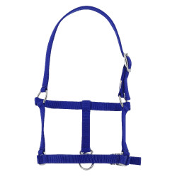 Cabresto potro Riding World Azul royal