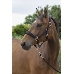 Caveção + guia Norton Large Preto