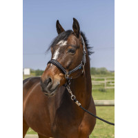 Cabezada Norton 4lines Preto