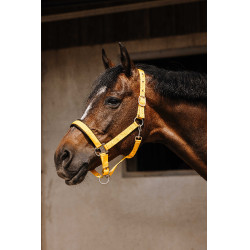 Cabresto de nylon Equithème Jacquard Ouro