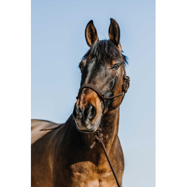 Caveção etológico + guia Norton Deco