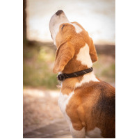 Coleira para cão Penelope Billie Rosa / lurex Coleira para cão Penelope Billie Rosa / lurex