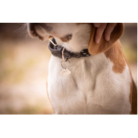 Coleira para cão Penelope Billie Rosa / lurex Coleira para cão Penelope Billie Rosa / lurex