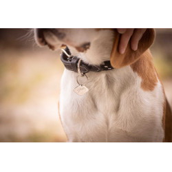 Coleira para cão Penelope Billie