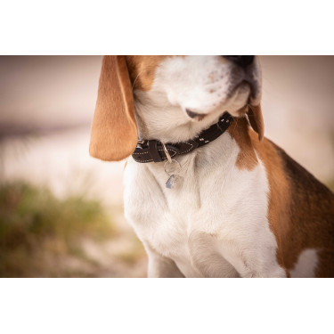 Coleira para cão Penelope Billie