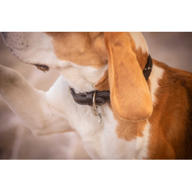 Coleira para cão Penelope Billie