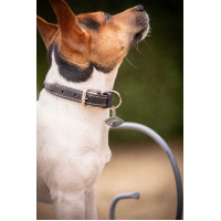 Coleira para cão Pénélope Olie