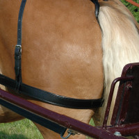 Cintas de garupa Chetak