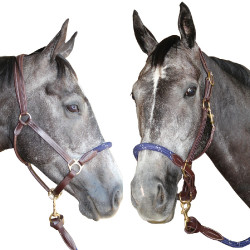 Corda de cabeçada Canter Corda de cabeçada Canter