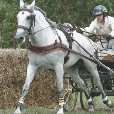 Bricole Anatomique Eric Le Tixerant Marron / newmarket