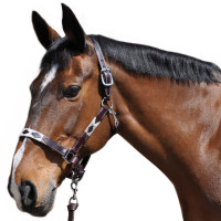 Licol Flags & Cup Chukka Moka / choco / taupe