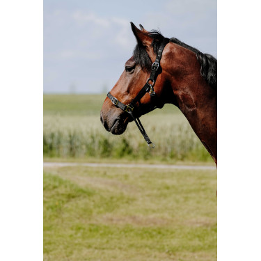 Caveção Norton Educativo Preto