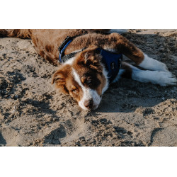 Arnês para cães RIDING WORLD - Simba Marinho Azul-marinho