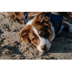 Arnês para cães RIDING WORLD - Simba Marinho Azul-marinho