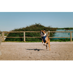 Arnês para cães RIDING WORLD - Simba Marinho Azul-marinho