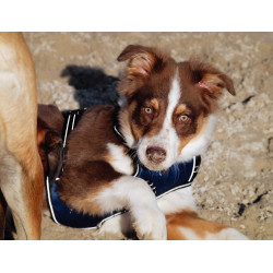 Arnês para cães RIDING WORLD - Simba Marinho Azul-marinho