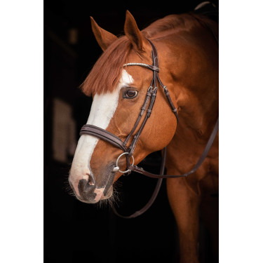 Bridão Pénélope Daily Strass SR Havana Castanho