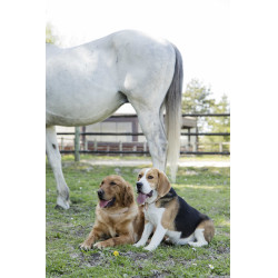 Coleira de couro Diego & Louna para cão Natural Castanho