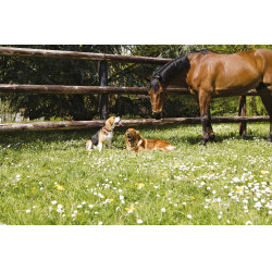 Coleira de couro Diego & Louna para cão Natural Castanho