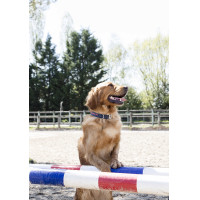 Coleira de nylon Diego & Louna para cão Antracite / coral Cinzento