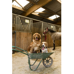 Coleira de nylon Diego & Louna para cão Antracite / coral Cinzento Coleira de nylon Diego & Louna para cão Antracite / coral Cinzento