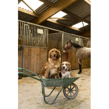 Coleira de nylon Diego & Louna para cão Antracite / coral Cinzento Coleira de nylon Diego & Louna para cão Antracite / coral Cinzento