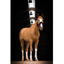 Caveção Equithème Teddy Marinho / castanho Azul