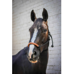 Cabresto etológico Pénélope americano Preto