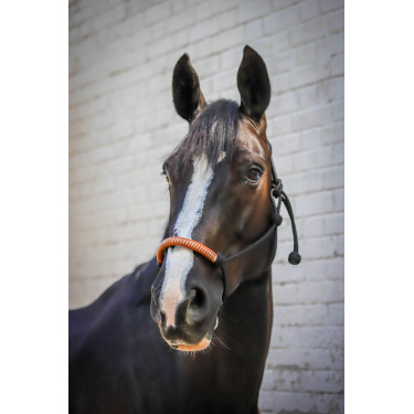 Cabresto etológico Pénélope americano Preto