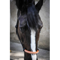 Cabresto etológico Pénélope americano Preto