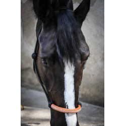 Cabresto etológico Pénélope americano Preto