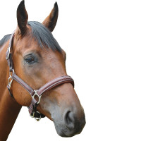 Licol Privilege Equitation Royan Noir