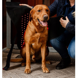 Casaco terapêutico para cão da Horseware com luz LED vermelha Preto / preto