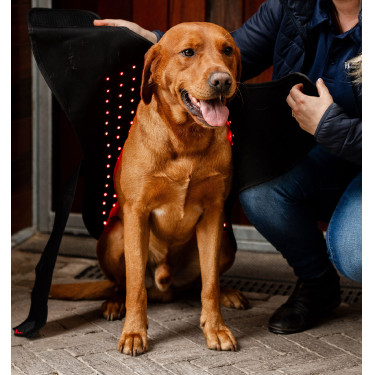 Casaco terapêutico para cão da Horseware com luz LED vermelha Preto / preto