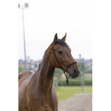 Cabeçada de corda first Castanho