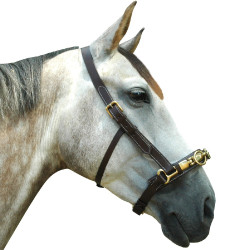 Caveçon Canter Caveçon Canter