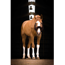 Caveção Equithème Teddy Preto / castanho