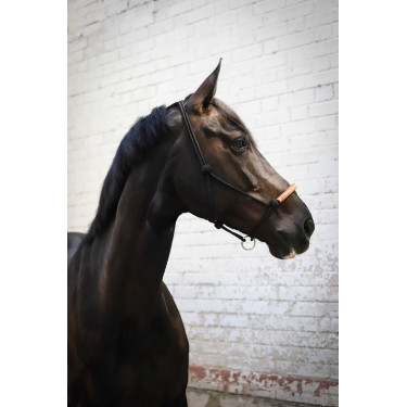 Cabresto etológico Pénélope americano Preto