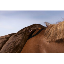 Almofada de montar a pelo Norton Confort Castanho Almofada de montar a pelo Norton Confort Castanho