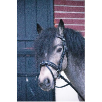 Bridon Pénélope Eden Havana Castanho