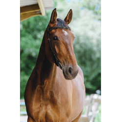 Bridon Freedom Norton Preto