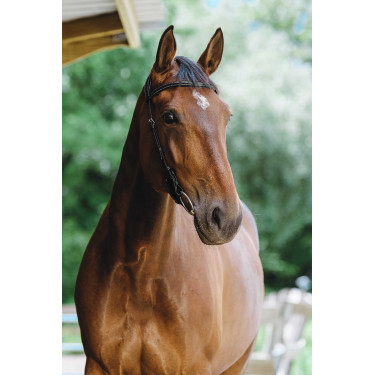 Bridon Freedom Norton Preto